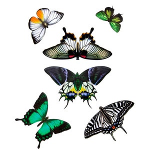 Realistic Paper Butterflies, Double-Sided, Butterfly Paper-cut Craft Cutouts - "Emerald" 6 Piece Set