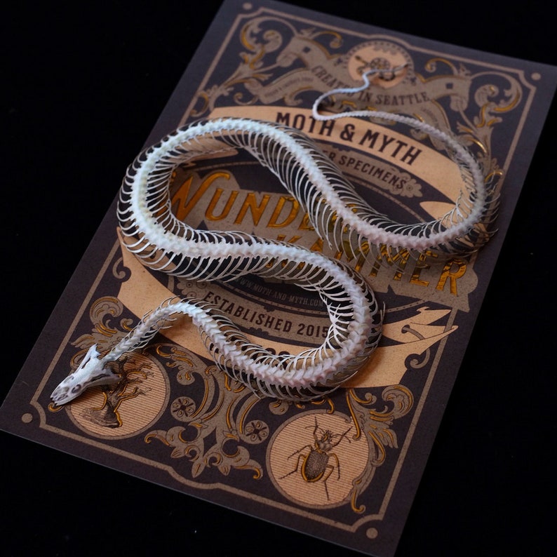 Paper Snake Skeleton, Realistic Double-sided Paper, Laser-cut Craft Cutouts Temptress Wunderkammer Relics image 2