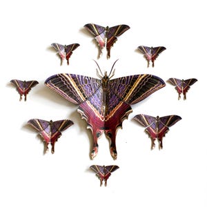 NEU - Moon Eyetail Motte