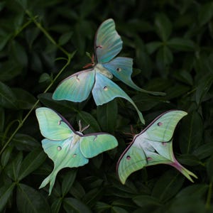 Realistic Paper Luna Moth, Double-sided, Faux Butterfly Papercut Craft Cutouts - &quot;Moonwake&quot; Luna Moths 3 Piece Set