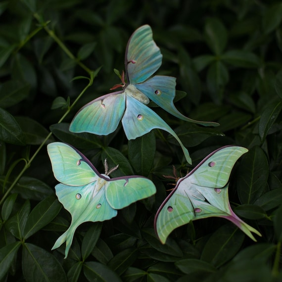 Realistic Paper Luna Moth, Double-sided, Faux Butterfly Papercut Craft Cutouts - "Moonwake" Luna Moths 3 Piece Set