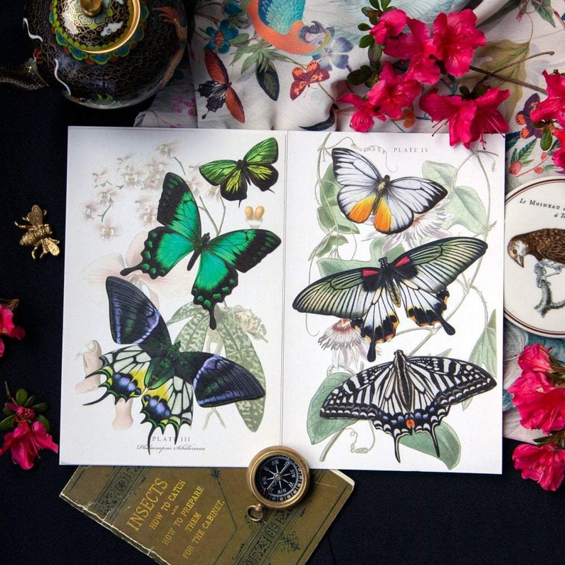 Realistic Paper Butterfly Double-Sided Laser Cut Craft Cutouts Jewels of the East 13 Piece Set image 4