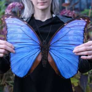 Puede incluir: Una persona sostiene una gran mariposa morpho azul. La mariposa tiene alas azules iridiscentes con venas marrones y un cuerpo negro.