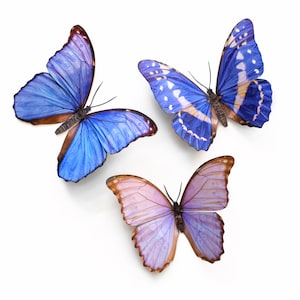"Realistische Papier Morpho Schmetterlinge, doppelseitig, Schmetterling Papier-Schnitt Handwerk Ausschnitte - ""Reverie"" Pastel Morpho Schmetterling 3-teiliges Set."