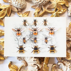 Realistic Paper Bees, Double-sided, Honeybee Paper-cut Craft Cutouts, "The Bees Knees" Faux Bumble Bee 12 Piece Set