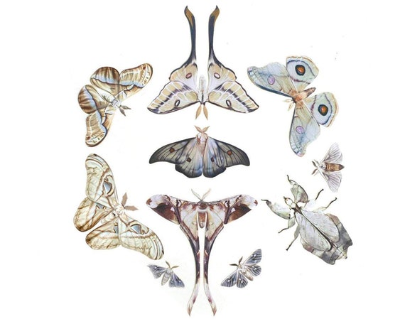 Realistic Paper Luna Moth, Double-sided, Faux Butterfly Papercut