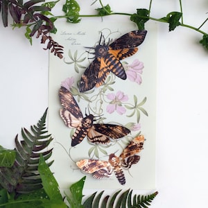 Spooky Deathshead Moths for Halloween, Realistic Double-sided, Butterfly Paper-cut Craft Cutouts - Halloween 3 Piece Set