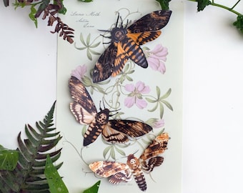 Spooky Deathshead Moths for Halloween, Realistic Double-sided, Butterfly Paper-cut Craft Cutouts - Halloween 3 Piece Set