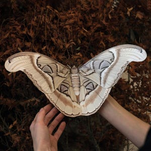 May include: A large, white and brown Atlas moth with intricate wing patterns. The moth is being held by a person's hands.