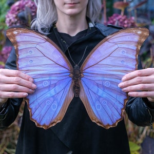 Realistic Giant Paper Purple Godarti Morpho Butterfly, Double-sided, Butterfly Paper-cut Craft Cutouts - Giant Morpho 15.6"