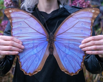 Realistic Giant Paper Purple Godarti Morpho Butterfly, Double-sided, Butterfly Paper-cut Craft Cutouts - Giant Morpho 15.6"