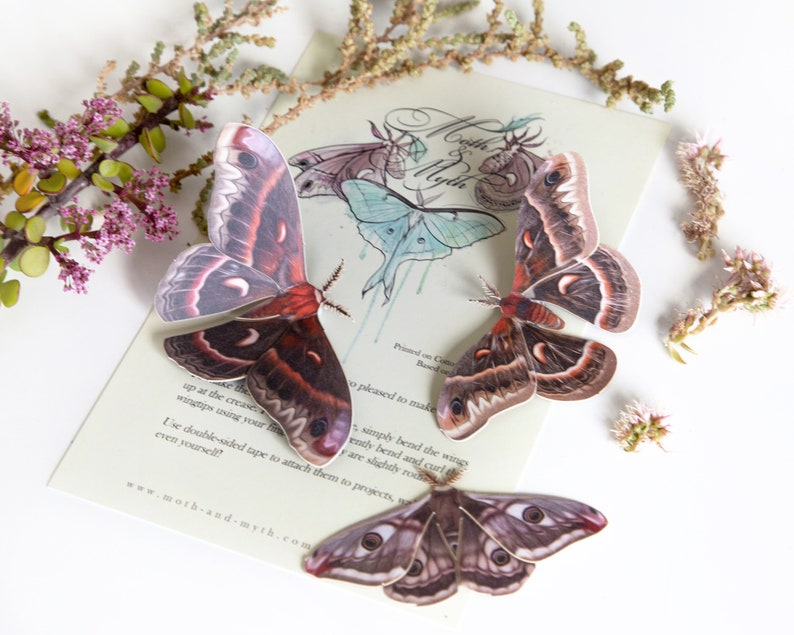 Earth-tone Realistic Paper Moth, Double-sided, Butterfly Paper-cut Decorations, Faux Moth Autumn Cecropia and Emperor Moth 3 Piece Set image 8