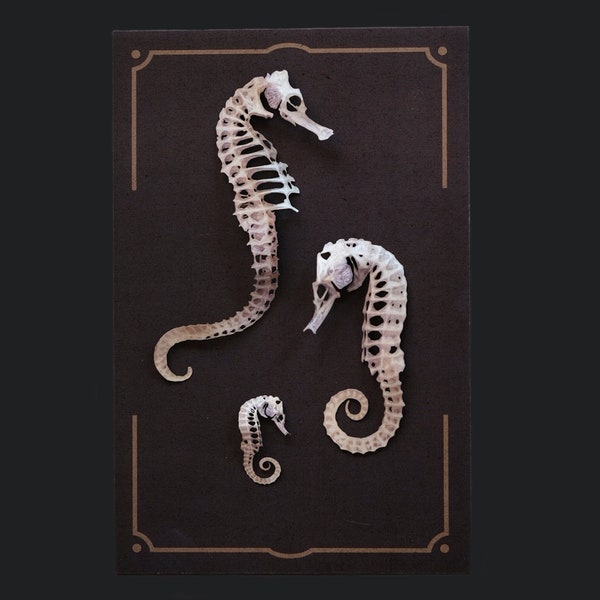 Paper Seahorse Skeletons, Realistic Double-sided Print, Paper-cut Craft Cutouts - "Seafoam" Wunderkammer - Relics - 3 Piece Set