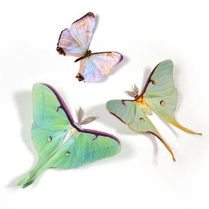 Realistic Paper Luna Moth, Double-sided, Faux Butterfly Papercut Craft Cutouts Spring Luna Moths and Morpho Butterflies 3 Piece Set image 9