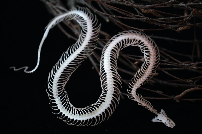 Paper Snake Skeleton, Realistic Double-sided Paper, Laser-cut Craft Cutouts Temptress Wunderkammer Relics image 3