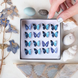 17x Realistischer Mikro Papier Morpho Schmetterling, doppelseitig, winzige Papierfiguren Ausschnitte - "Cerulean" Micro Butterfly 17-teiliges Set
