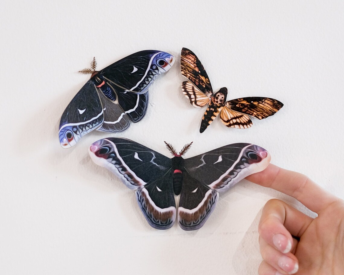 Realistic Paper Moth Doublesided Butterfly Papercut Craft Etsy
