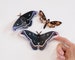 Realistic Paper Moth, Double-sided, Butterfly Paper-cut Craft Cutouts, Faux Deathhead Hawkmoth - 'Winter' 3 Piece Set 