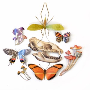 Bunte realistische Papierschmetterlinge, Pilze, Trippy doppelseitige Papierschnitt Handwerk Ausschnitte - ""Psychedelic Collection"" 8-teiliges Set