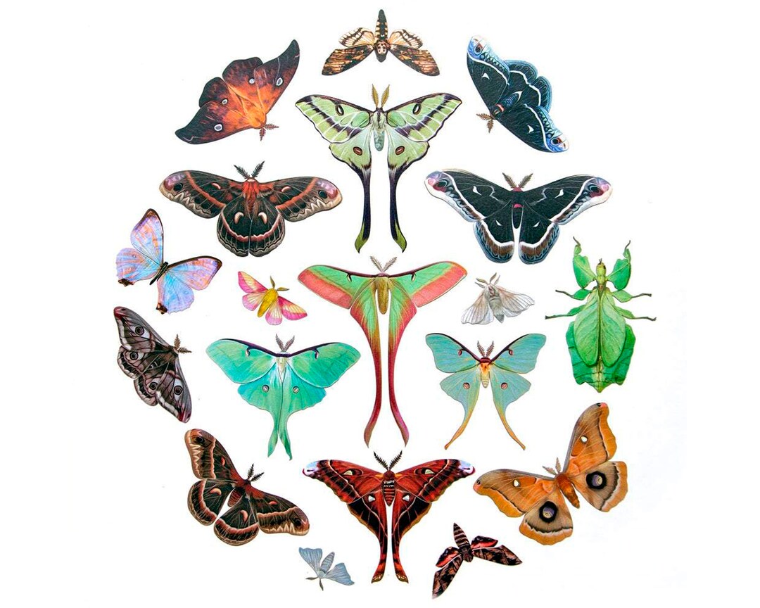 Realistic Paper Butterflies, Double-sided, Butterfly Paper-cut Craft  Cutouts the Antiquarian Collection 10 Piece Set 