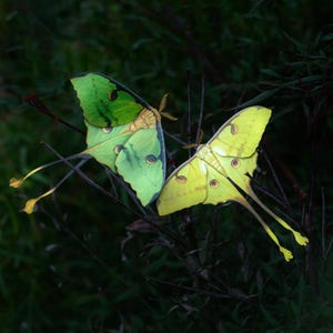 Polillas de papel realistas, de doble cara, recortes de mariposas - Set "Polilla lunar africana" Luna Moths