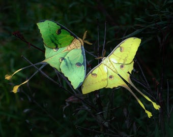 Puede incluir: Dos polillas de la luna con alas grandes y delicadas están posadas en ramas oscuras. Una polilla es de un verde vibrante con marcas verdes más oscuras y la otra es de un amarillo pálido. Ambas tienen colas largas y marcas circulares en sus alas.