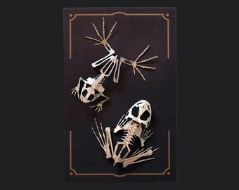 Realistic Paper Frog Skeletons, Double-sided, Paper-cut Craft Cutouts - "Fen" Wunderkammer - Relics - 2 Piece Set