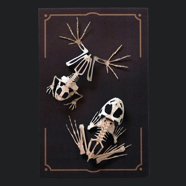 Realistic Paper Frog Skeletons, Double-sided, Paper-cut Craft Cutouts - "Fen" Wunderkammer - Relics - 2 Piece Set