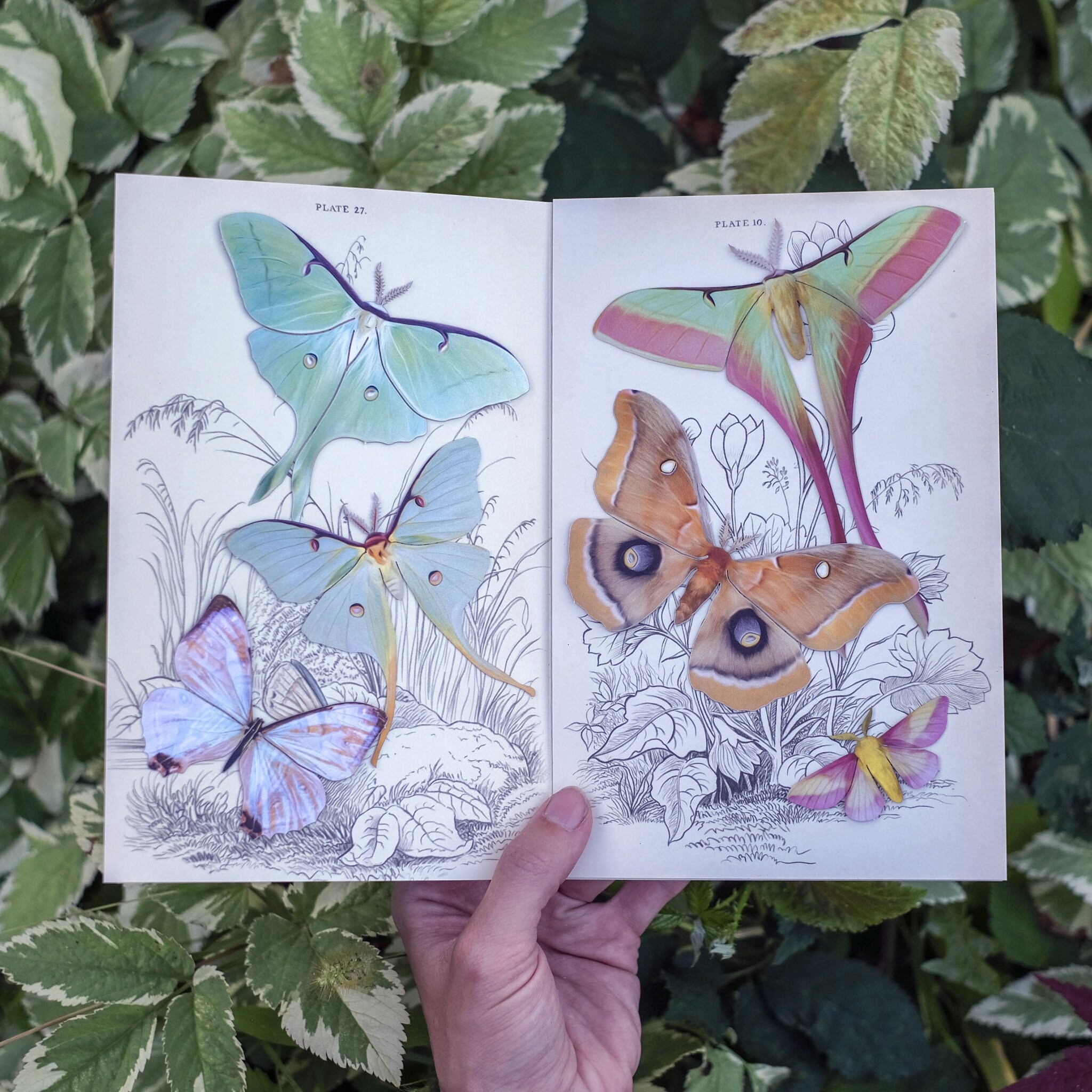 DK 2冊 蝶 蛾 図鑑 洋書 バタフライ Butterflies Moths 洋書