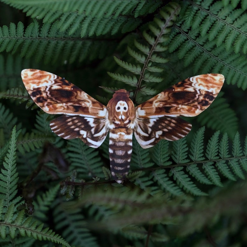 Spooky Deathshead Moths for Halloween, Realistic Double-sided, Butterfly Paper-cut Craft Cutouts Halloween 3 Piece Set image 5