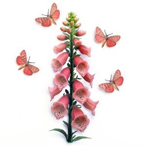 Bunte realistische Papier botanische Fingerhut, doppelseitige Papier Schmetterlinge - verzierte Bella Moth & dalmatiner Fingerhut 5-teiliges Set