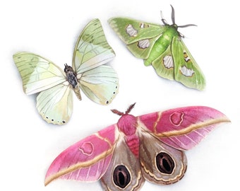 Pink and Green Realistic Paper Moths, Double-sided, Butterfly Paper-cut Craft Cutouts - 'Limelight' Pastel Faux Moth 3 Piece Set