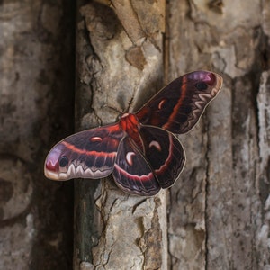 Earth-tone Realistic Paper Moth, Double-sided, Butterfly Paper-cut Decorations, Faux Moth Autumn Cecropia and Emperor Moth 3 Piece Set image 4