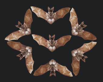 Realistic Paper Bats for Halloween, Double-sided Paper-cut Craft Cutouts - "Bat Multi-Pack" Wunderkammer - 7 Piece Set