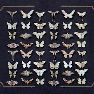 May include: A collection of 49 butterflies and moths displayed on a dark grey background. The butterflies and moths are arranged in a grid pattern and are all different colours and sizes. Some of the butterflies and moths have wings that are spread out, while others have wings that are folded.