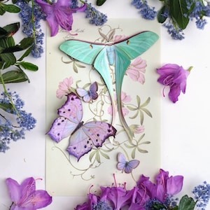 Pastel Realistic Paper Moth, Double-sided, Butterfly Paper-cut Craft Cutouts - "Hyacinth" Dubernardi Moon Moth - 4 Piece Set