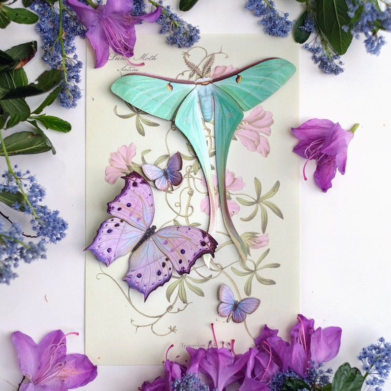 Pastel Realistic Paper Moth, Double-sided, Butterfly Paper-cut Craft Cutouts Hyacinth Dubernardi Moon Moth 4 Piece Set image 1