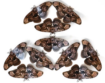 Realistic Halloween Paper Moths, Double-sided, Faux Butterfly, Paper-cut Craft Cutouts - “Owl Moth' 10 Piece Set