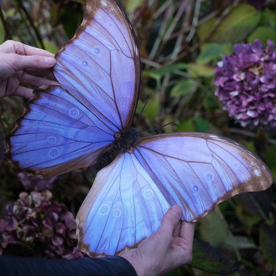 Giant Morpho Godarti Butterfly, Paper-cut Craft, Double-sided