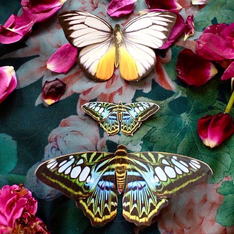 Realistic Paper Butterfly Double-Sided Laser Cut Craft Cutouts Jewels of the East 13 Piece Set image 7