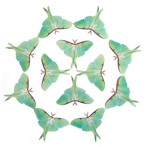 Pastel Paper Luna Moths, realistischer doppelseitiger Druck, unechter Schmetterling, Papierschnitt, Papierschnitt