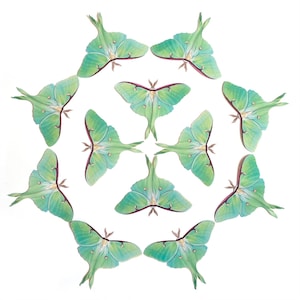 Pastel Paper Luna Moths, Realistic Double-sided Print, Faux Butterfly, Paper-cut Craft Cutouts - “Luna Moth" 12 Piece Set