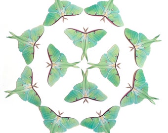 Pastel Paper Luna Moths, Realistic Double-sided Print, Faux Butterfly, Paper-cut Craft Cutouts - “Luna Moth" 12 Piece Set