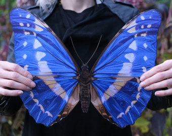 Realistic Giant Paper Cypris Morpho Butterfly, Double-sided, Butterfly Paper-cut Craft Cutouts - Giant Crypris Morpho 14.4"