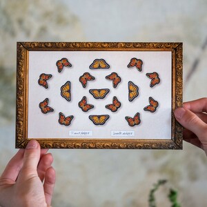 17x Realistic Micro Paper Monarch, Double-Sided, Tiny Paper Cut Butterfly Craft Cutouts Marmalade Micro Monarch Butterfly 17 Piece Set image 5