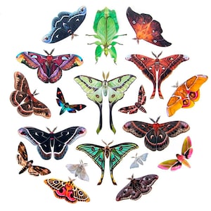 Decorazione Lasercut "The Specimen Collection #2" di Paper Moth, bifacciale