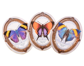 Butterfly Oval Greeting Cards with Removable Butterfly - "Cottage" Set of 3 Cards