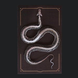 Paper Snake Skeleton, Realistic Double-sided Paper, Laser-cut Craft Cutouts Temptress Wunderkammer Relics image 1