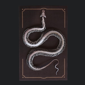 "Schlange Papierskelett, Realistisches Doppelseitiges Papier, Laser-cut Bastelausschnitt - ""Temptress"" Wunderkammer - Relics."
