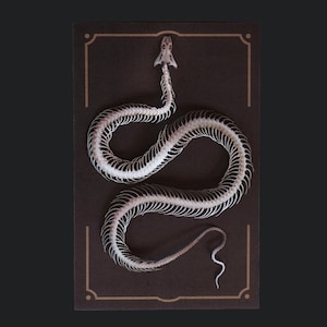 Paper Snake Skeleton, Realistic Double-sided Paper, Laser-cut Craft Cutouts - "Temptress" Wunderkammer - Relics